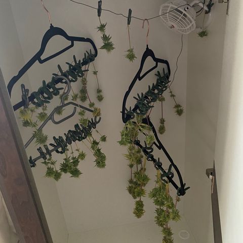 LSD Auto growlog timeline photo