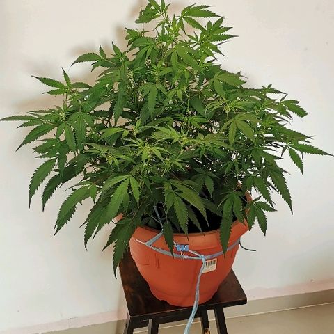 Gorilla growlog timeline photo