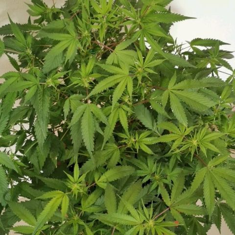 Gorilla growlog timeline photo