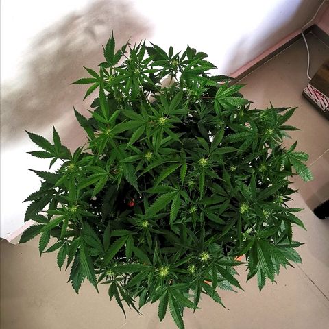 Gorilla growlog timeline photo