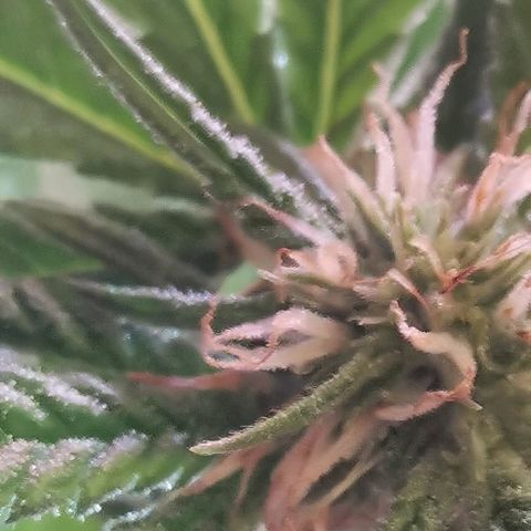 Gorilla growlog timeline photo