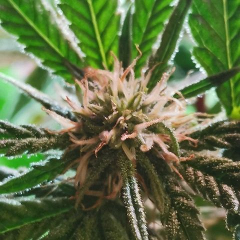Gorilla growlog timeline photo