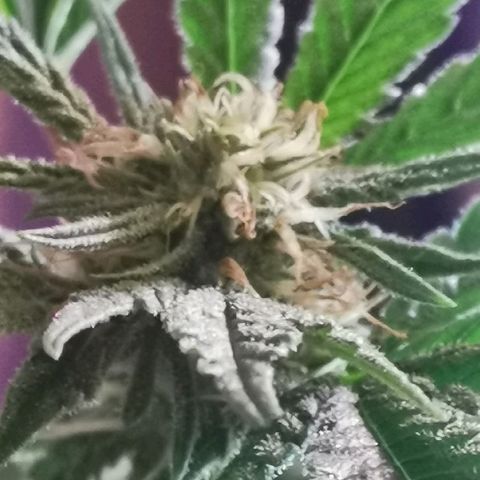 Gorilla growlog timeline photo