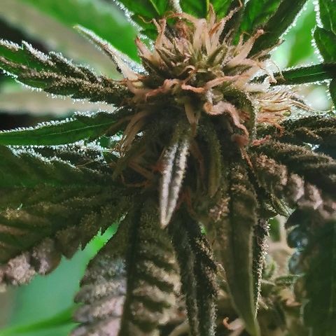 Gorilla growlog timeline photo