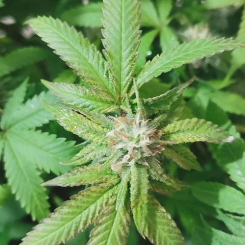 Gorilla growlog photo: Purple