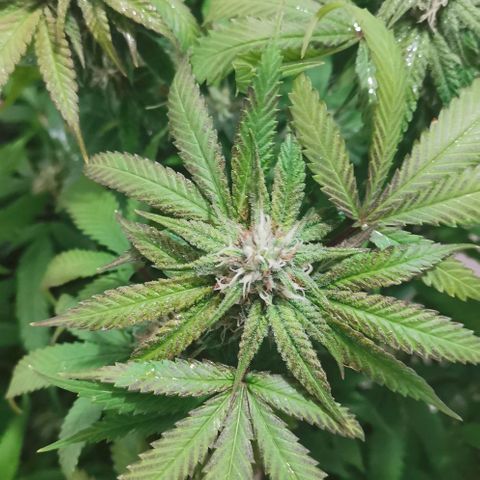 Gorilla growlog photo: Purple