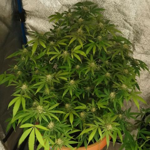 Gorilla growlog timeline photo