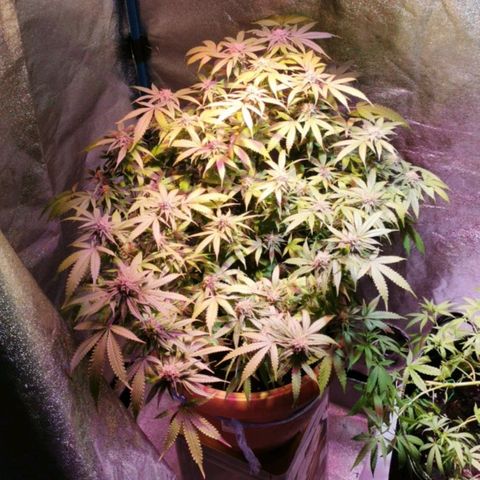 Gorilla growlog timeline photo