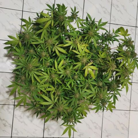 Gorilla growlog timeline photo