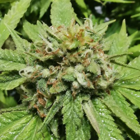 Gorilla growlog timeline photo
