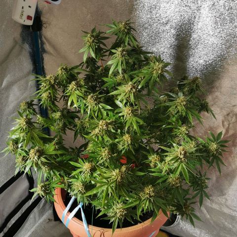 Gorilla growlog timeline photo