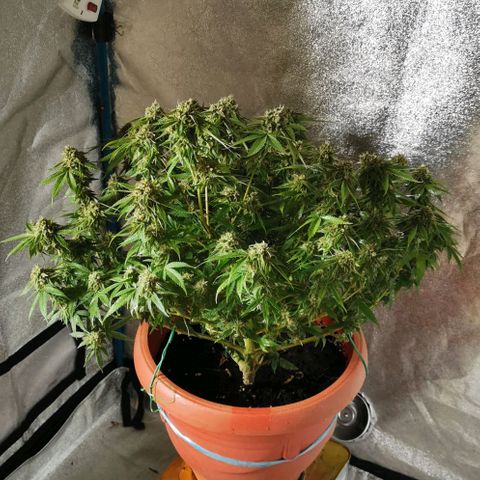 Gorilla growlog timeline photo