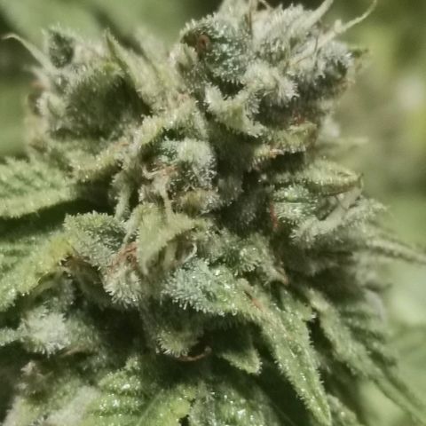 Gorilla growlog photo: Harvest