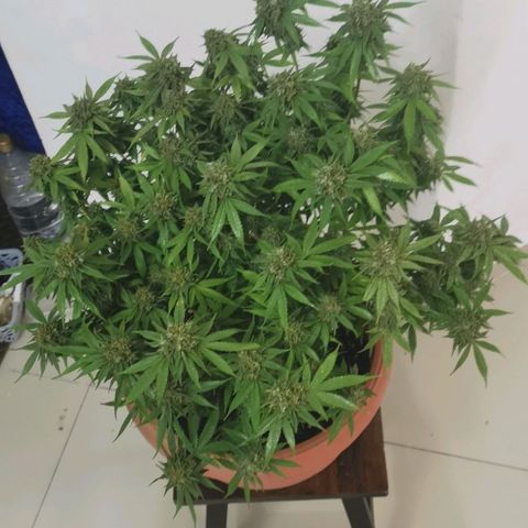 Gorilla growlog photo: Harvest