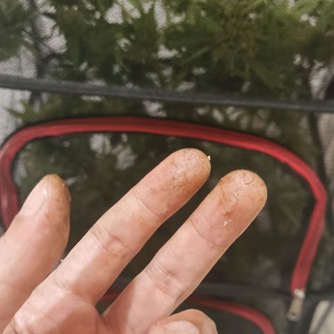 Gorilla growlog photo: Harvest