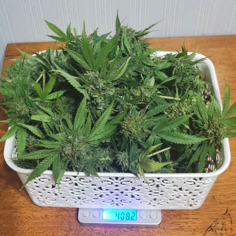 Gorilla growlog photo: Harvest