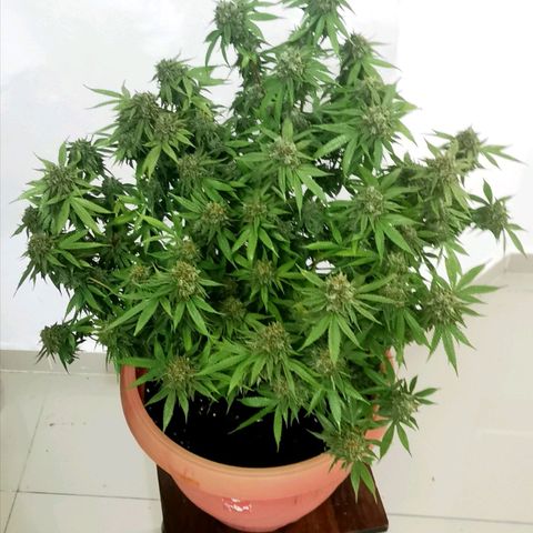 Gorilla growlog photo: Harvest