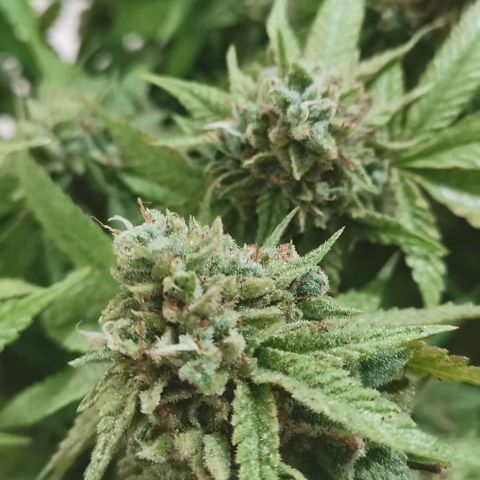 Gorilla growlog photo: Harvest