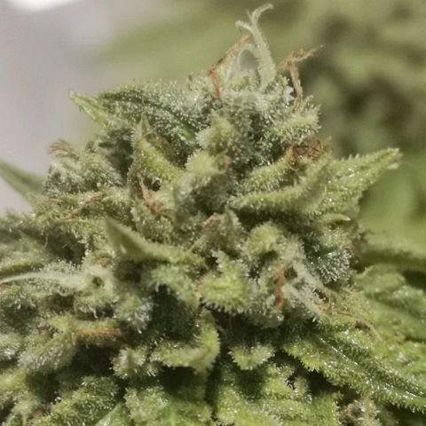 Gorilla growlog photo: Harvest