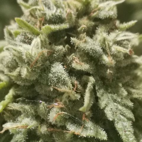 Gorilla growlog photo: Harvest