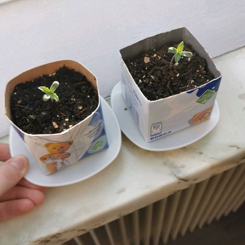Northern Light Automatic growlog photo: Die Pflanzen gleichen sich an