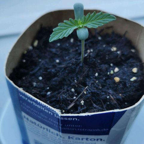 Northern Light Automatic growlog photo: Die Pflanze ist kleiner als die Fruit Spirit aber die Blätter werden größer 