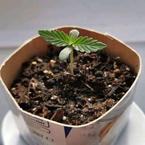 Northern Light Automatic growlog timeline photo