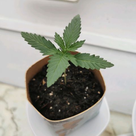 Northern Light Automatic growlog photo: 4 Diagonale Blätter prägen sich aus