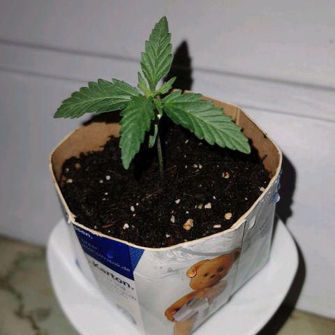 Northern Light Automatic growlog timeline photo