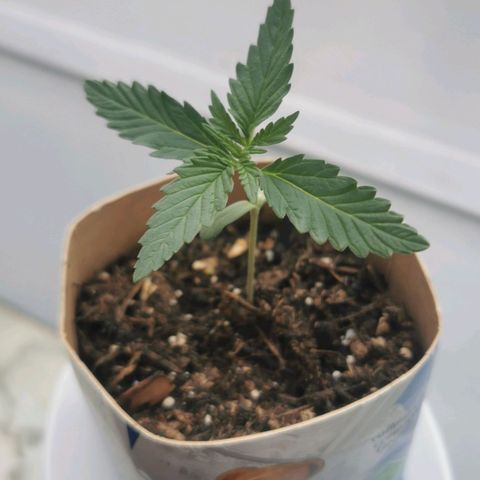 Northern Light Automatic growlog timeline photo