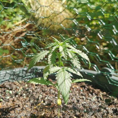 Northern Light Automatic growlog photo: Aussetzen an Spot 1