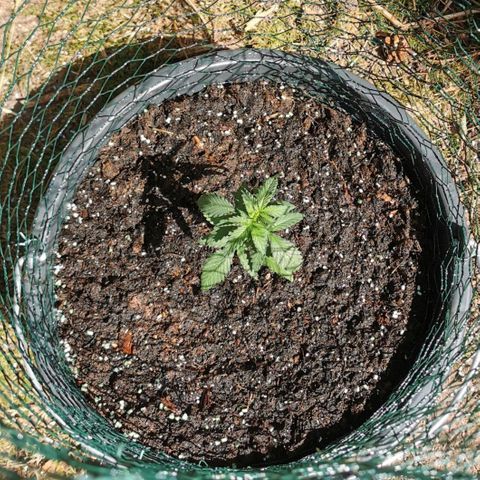 Northern Light Automatic growlog photo: Aussetzen an Spot 1