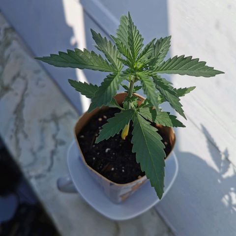 Northern Light Automatic growlog photo: Stabiler Stängel in Bildung