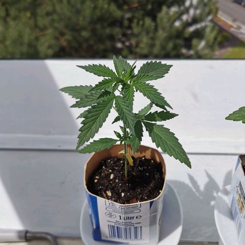 Northern Light Automatic growlog photo: Aussetzen an Spot 1