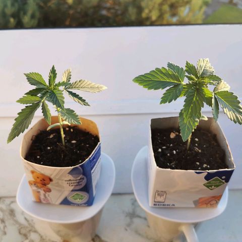 Northern Light Automatic growlog timeline photo