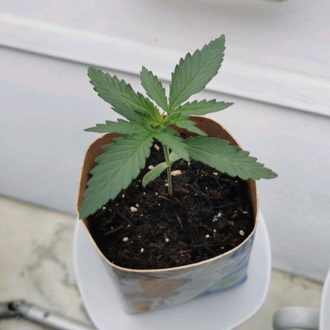 Northern Light Automatic growlog timeline photo