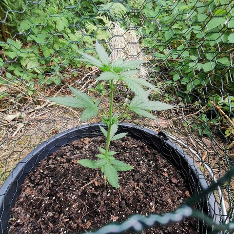 Northern Light Automatic growlog photo: Weiße Härchen und stabiler Stängel 