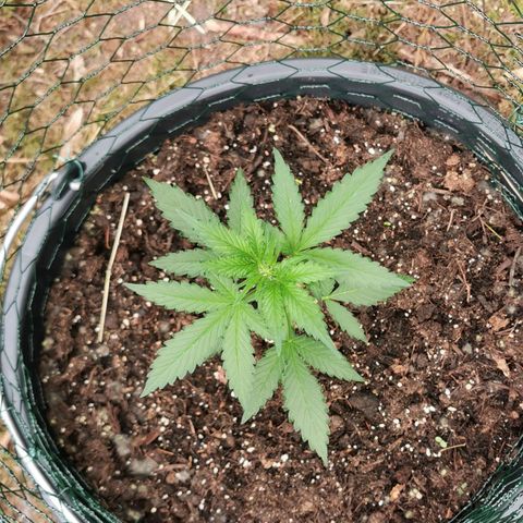 Northern Light Automatic growlog photo: Weiße Härchen und stabiler Stängel 