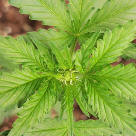 Northern Light Automatic growlog photo: Weiße Härchen und stabiler Stängel 