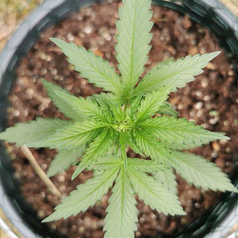 Northern Light Automatic growlog photo: Weiße Härchen und stabiler Stängel 