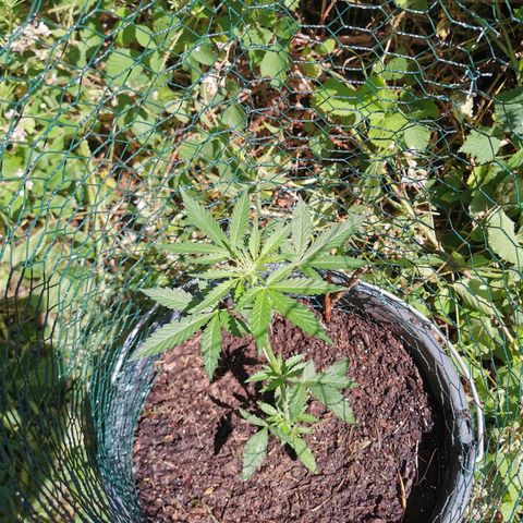 Northern Light Automatic growlog photo: Neuer Spot