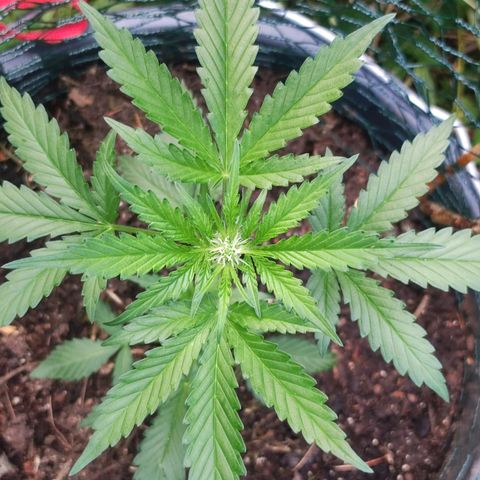 Northern Light Automatic growlog photo: Neuer Spot