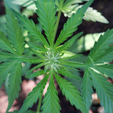 Northern Light Automatic growlog photo: Neuer Spot