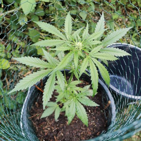 Northern Light Automatic growlog timeline photo