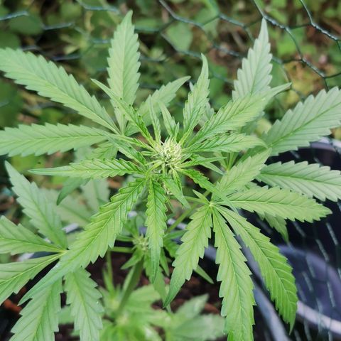 Northern Light Automatic growlog timeline photo