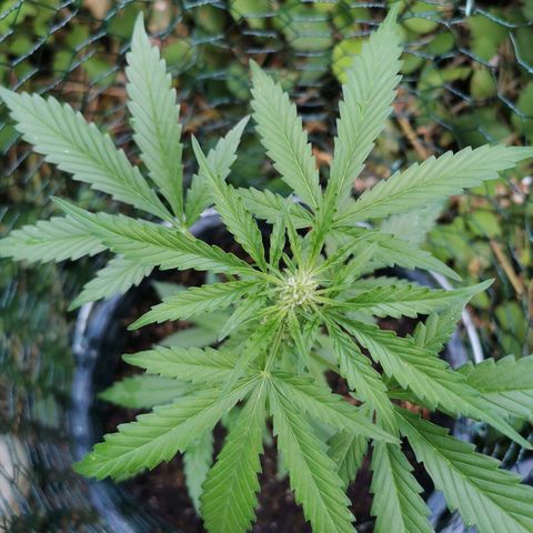 Northern Light Automatic growlog timeline photo