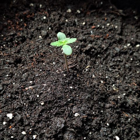 🍊 Tangie Auto  growlog photo: Heute in den finalen Topf gesetzt