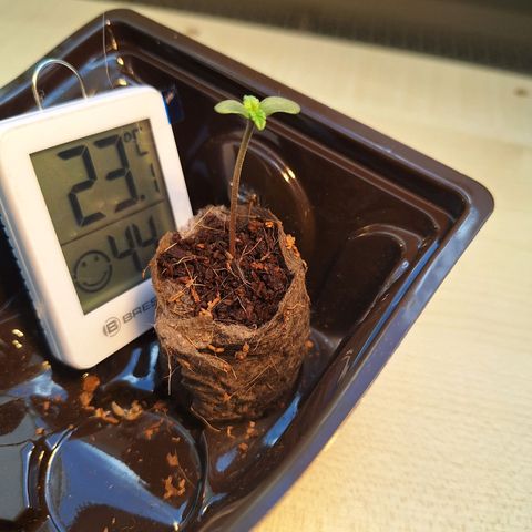 🍊 Tangie Auto  growlog timeline photo