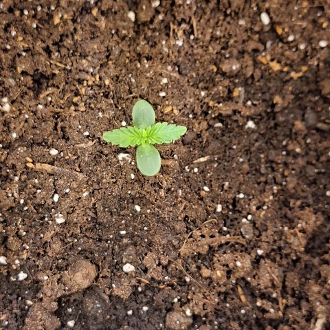 🍊 Tangie Auto  growlog photo: Abends 0 Uhr 