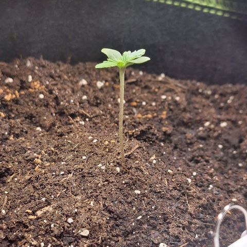 🍊 Tangie Auto  growlog photo: Abends 0 Uhr 